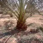 زبايناالكرام يوجد لدينا نقايل وفسايل نخل عربي فاخروعلامستوئ