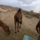 حاشي لباني العمر6شهور