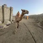 حاشي للبيع