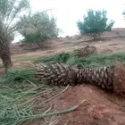 توريد وغرس انخيل نوصل جميع المناطق