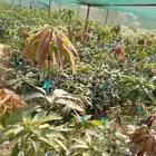 مانجوه هندي