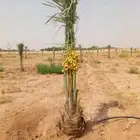 نخل مثمر للبيع برحي سلمى اخلاص سكري صقعي هلالي مجدول غر سلج