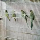 ببغاء دره للبيع