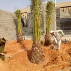 نخل مثمر للبيع برحي سلمى اخلاص سكري صقعي هلالي مجدول غر سلج