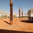 نخل للبيع نخيل مثمر نقايل جثايث خلاص صقعي سكري شيشي غر سلج