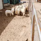 طليان جبره مناسبات وتيوس وطليان وسط ذبايح ثلاجه