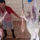 ذبايح ويوجد ذبح وتوصيل