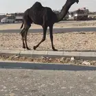 مفروده نادره سلالة وحيدان