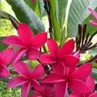 تنسيق الحدائق وجميع انواع الشتلات