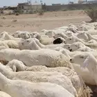 غنم حري حرش