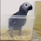 فرخ كاسكو سوبر