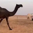 للبيع المجهم الطيبه