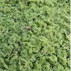 علف بروتين عالي- الباحة