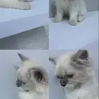 قطط للبيع