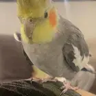 طير كراون اليف