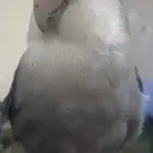 عصفور اليف نوعه روز