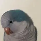 مفقود طائر كويكر ضائع
