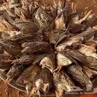 مريعيات بريه للبيع