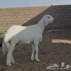 مشروع فحل حري صنف الصنف