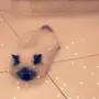 قطه همالايا للبيع 