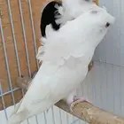 جوز هوقو البينو ((( تم البيع )))