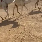 للبيع القعود الكفو فحل ذمه امه من اطيب البل