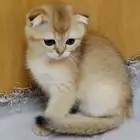 قط سكوتش فولد قولد بيور ذكر
