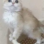 للبيع كيتن ذكر سكوتش دبل فولد _ الخرج