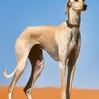 مطلوب كلب صيد سلق