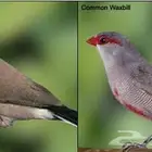 طيور زيبرا احمر العين الافريقي