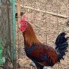 حراج