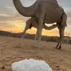 خلفه حمرا حدرها قعود على جميع الشروط