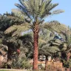 مزرعه للبيع بالبلد   7بيوت