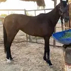 حصان انقليزي حق سباقات