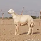 جذع مشروط صنف تم البيع