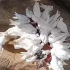 حمام مفتل عالسوم