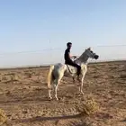 فرس شعبيه