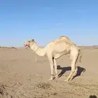 جمل سوداني بحت