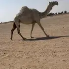 للبيع الخفوت
