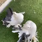 زوج رقاص هندي