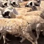 يوجد سواكني بسعر مناسب بيع فردي وجزار محترف صلخ وتقطيع علي م