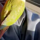 طير مفقود   اسمه حسن في حي السلام والروابي