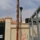 يوجد لدينا جميع انواع النخيل العربي ((مثمر)) ونخيل الواشنطون