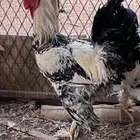 ديك براهما