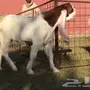 تيس فاخر جدا للبيع
