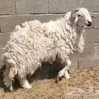 خروف رباع فل شحم ولحم