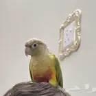 طير مفقود حي الافق