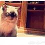 قطط للبيع شيرازي 