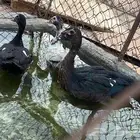بط مسكوفي للبيع.