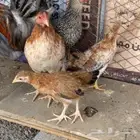 دجاج